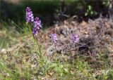 Dactylorhiza psychrophila