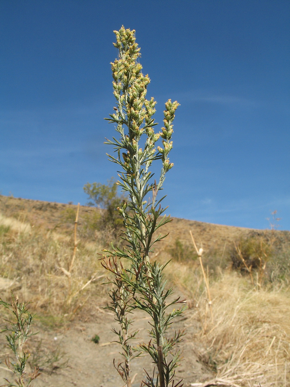 Image of Artemisia karatavica specimen.