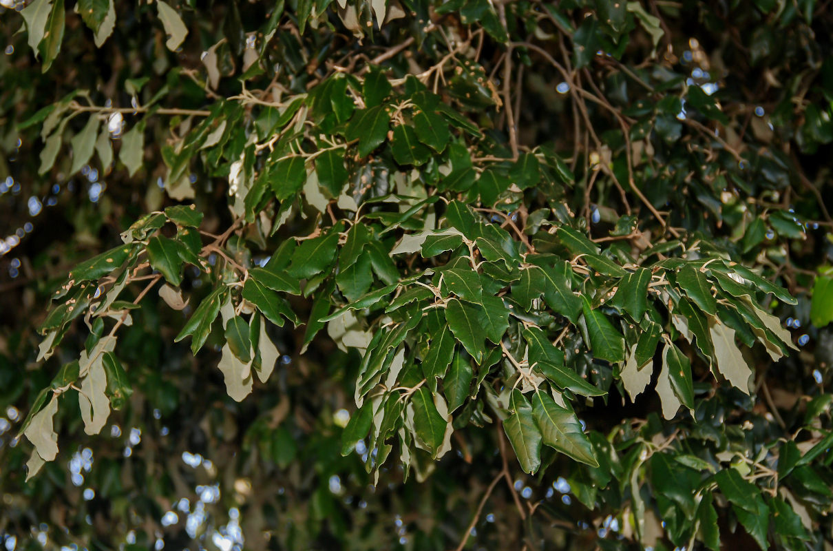 Изображение особи Quercus ilex.