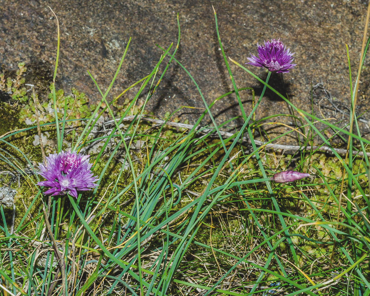 Изображение особи Allium schoenoprasum.