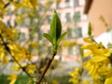 Forsythia × intermedia