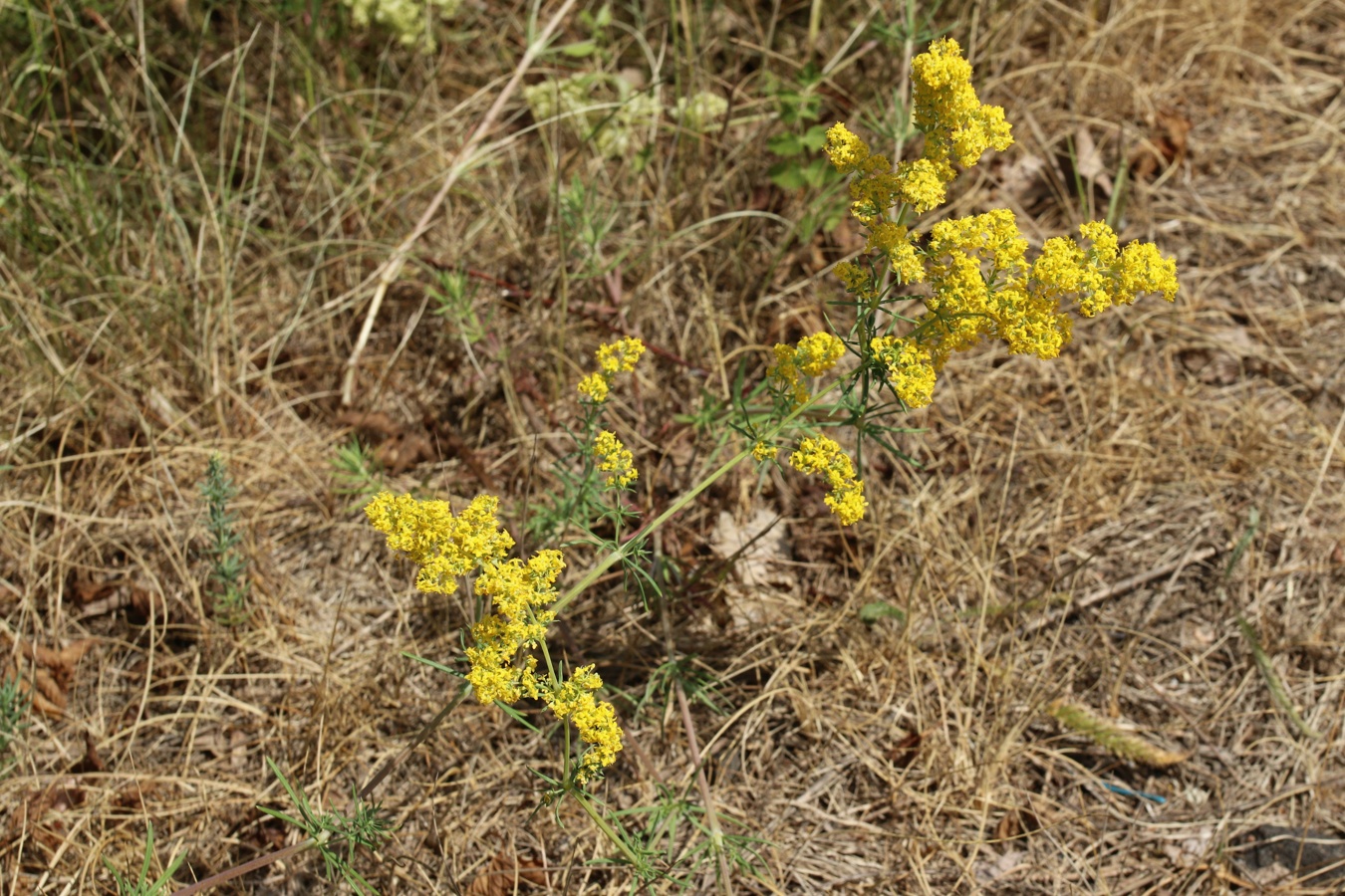 Изображение особи Galium verum.