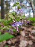 Trachystemon orientalis. Часть соцветия. Краснодарский край, городской округ Сочи, Центральный р-н, Мамайский лесопарк, смешанный лес, у дороги. 22.04.2021.