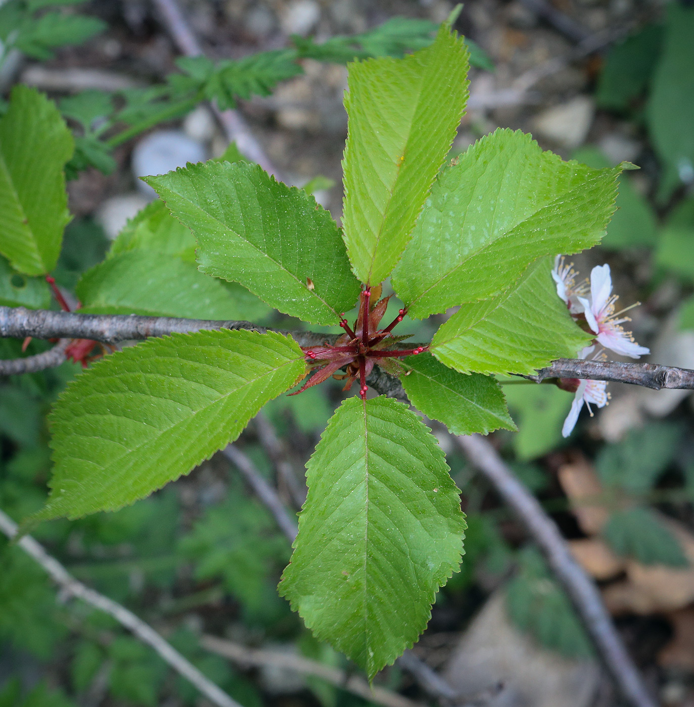 Image of Cerasus avium specimen.