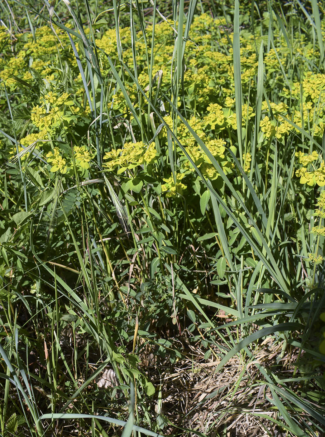 Изображение особи Euphorbia verrucosa.