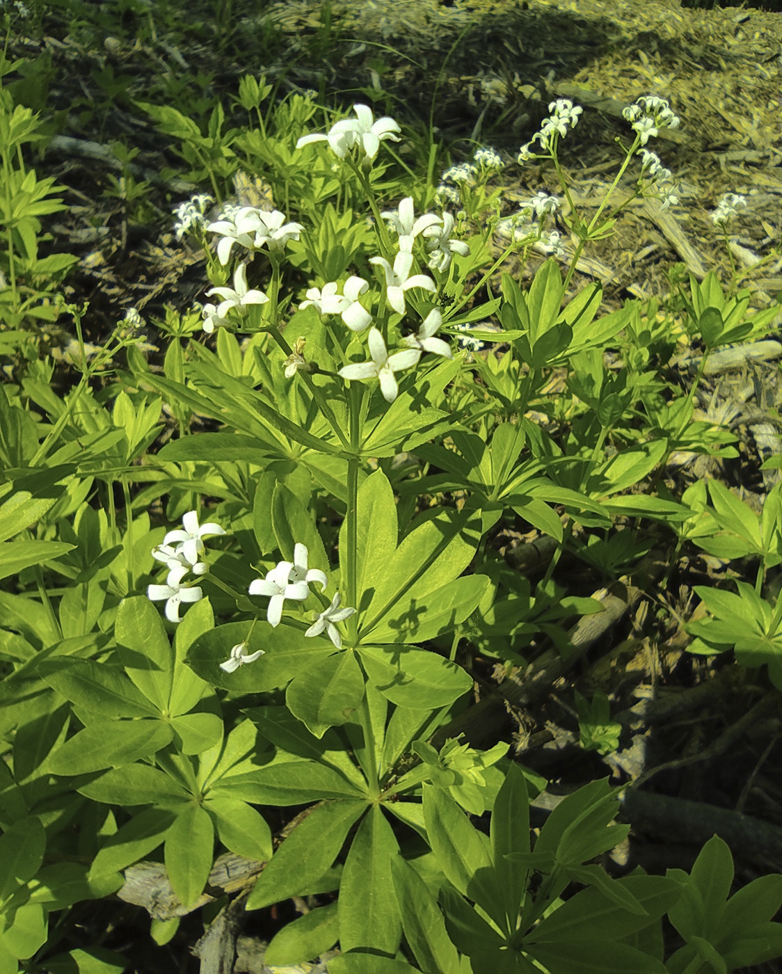 Image of Galium odoratum specimen.