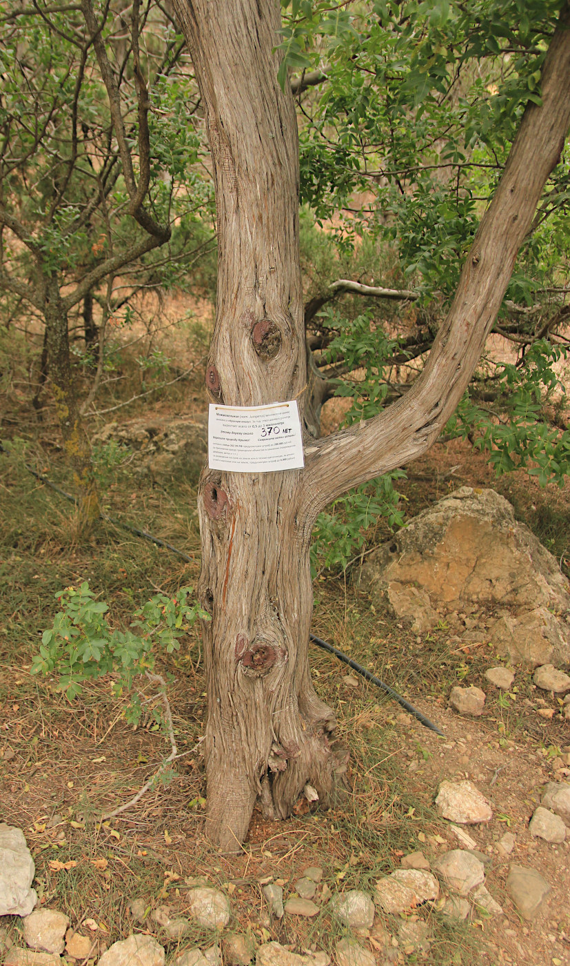 Image of Juniperus excelsa specimen.