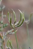 Astragalus arbuscula