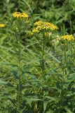 Senecio chassanicus