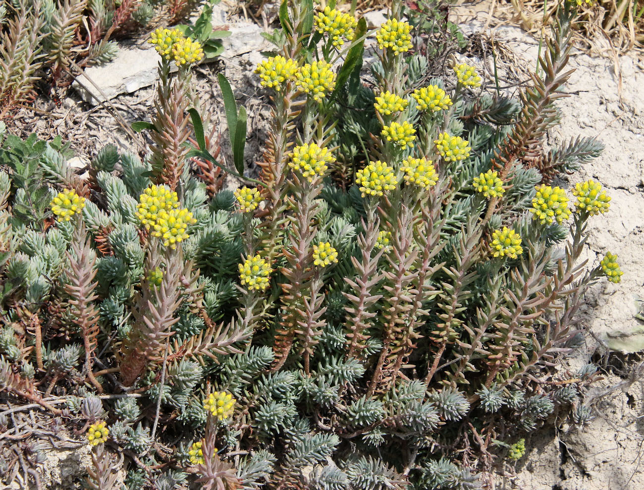 Image of Sedum reflexum specimen.