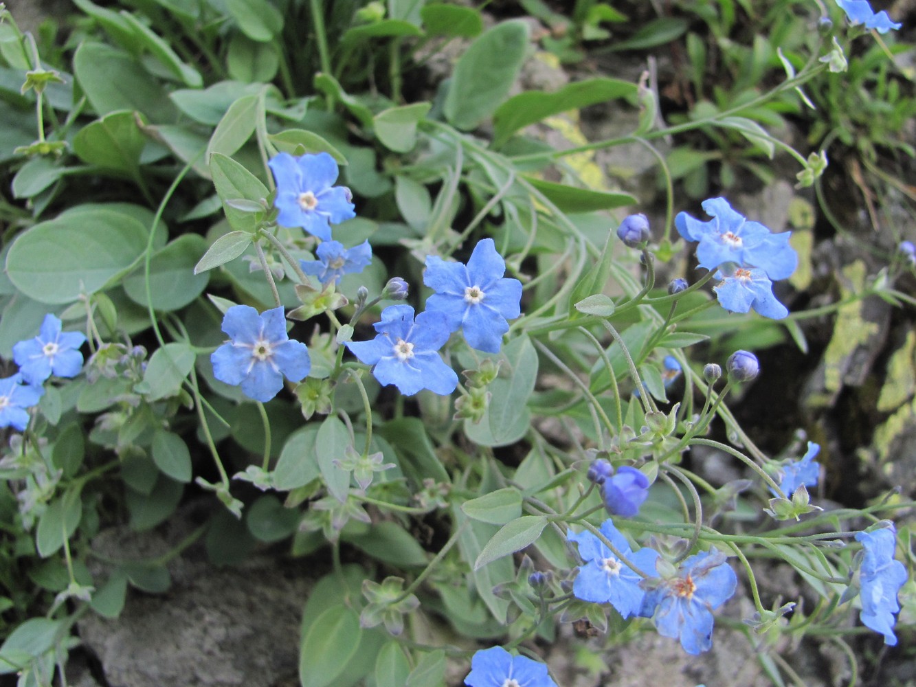 Изображение особи Omphalodes lojkae.