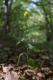 Solidago virgaurea subspecies jailarum. Цветущее растение. Крым, Севастополь, Байдарская долина, дубово-буковый лес. 15.09.2024.