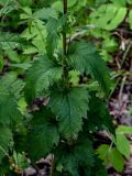 Campanula trachelium. Средняя часть побега. Оренбургская обл., Кувандыкский гор. округ, заповедник \"Шайтан-Тау\", долина р. Сакмара, опушка смешанного леса. 05.07.2023.