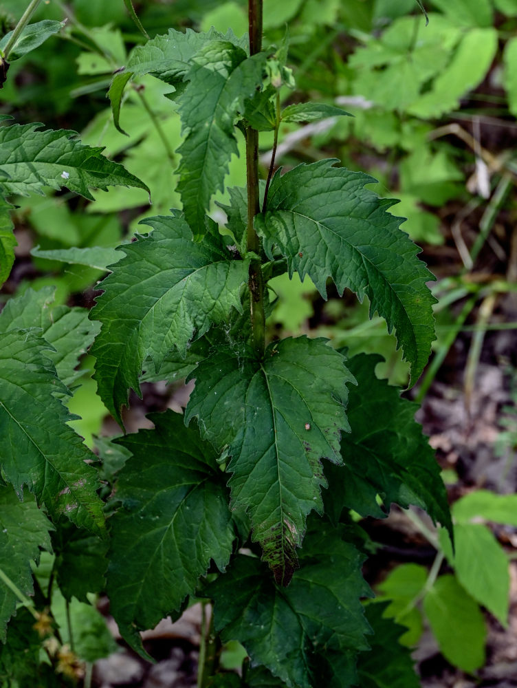 Image of Campanula trachelium specimen.