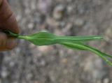 Tragopogon reticulatus. Лист. Чечня, Шаройский р-н, западный склон пер. Цумандинский, выс. ок. 2150 м н.у.м., опушка небольшого леса. 24 июня 2024 г.