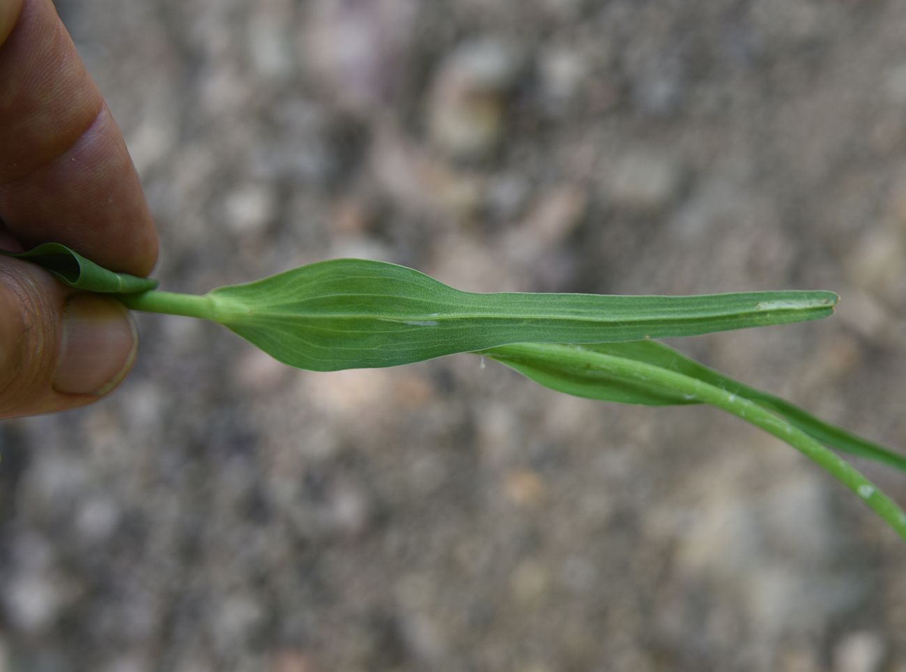 Image of genus Tragopogon specimen.