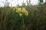 Linaria vulgaris. Цветущие растения. Липецкая обл., Данковский р-н, 150 м от Камня Кудеяра, правый берег р. Дон, степь. 2 августа 2024 г.