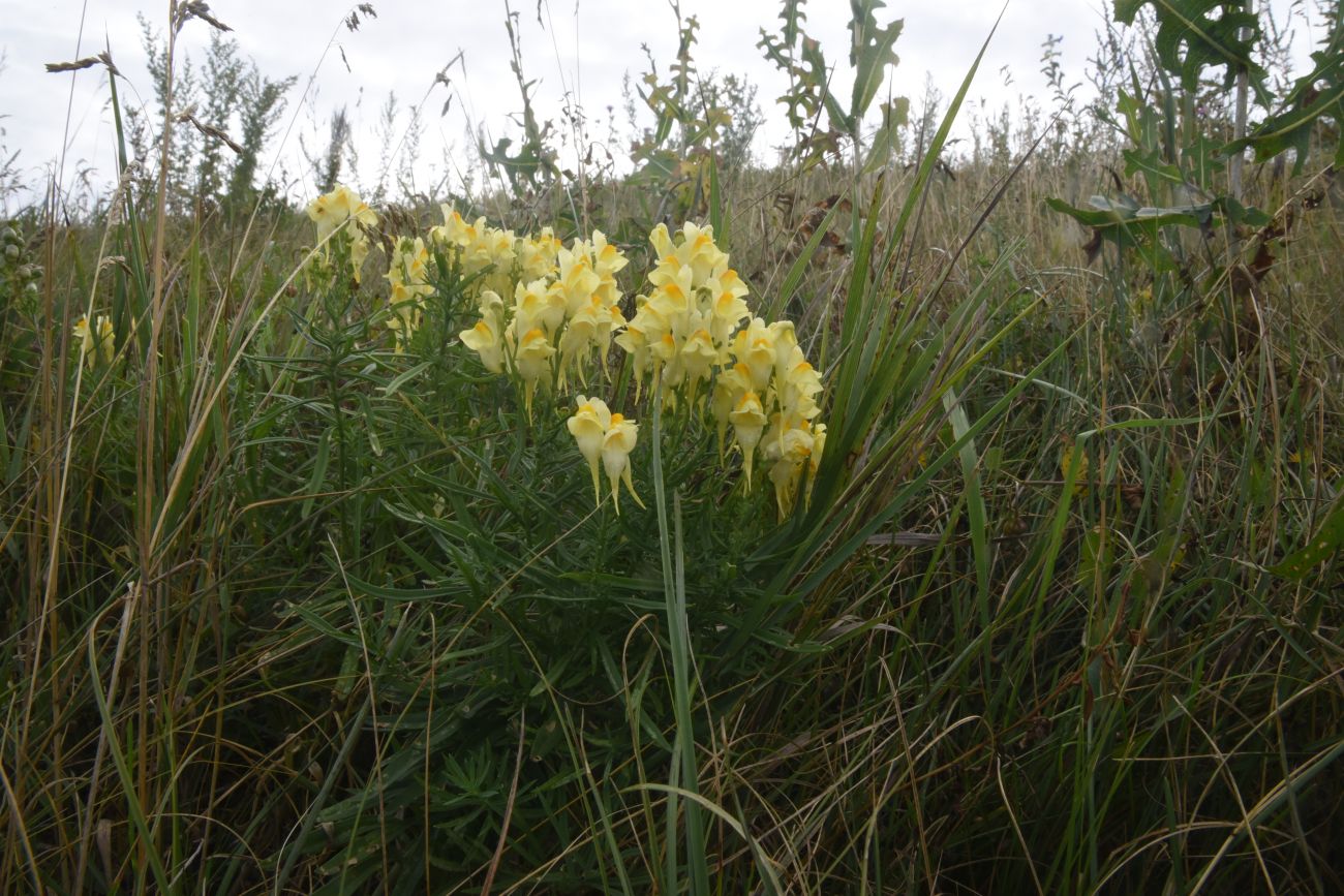 Изображение особи Linaria vulgaris.