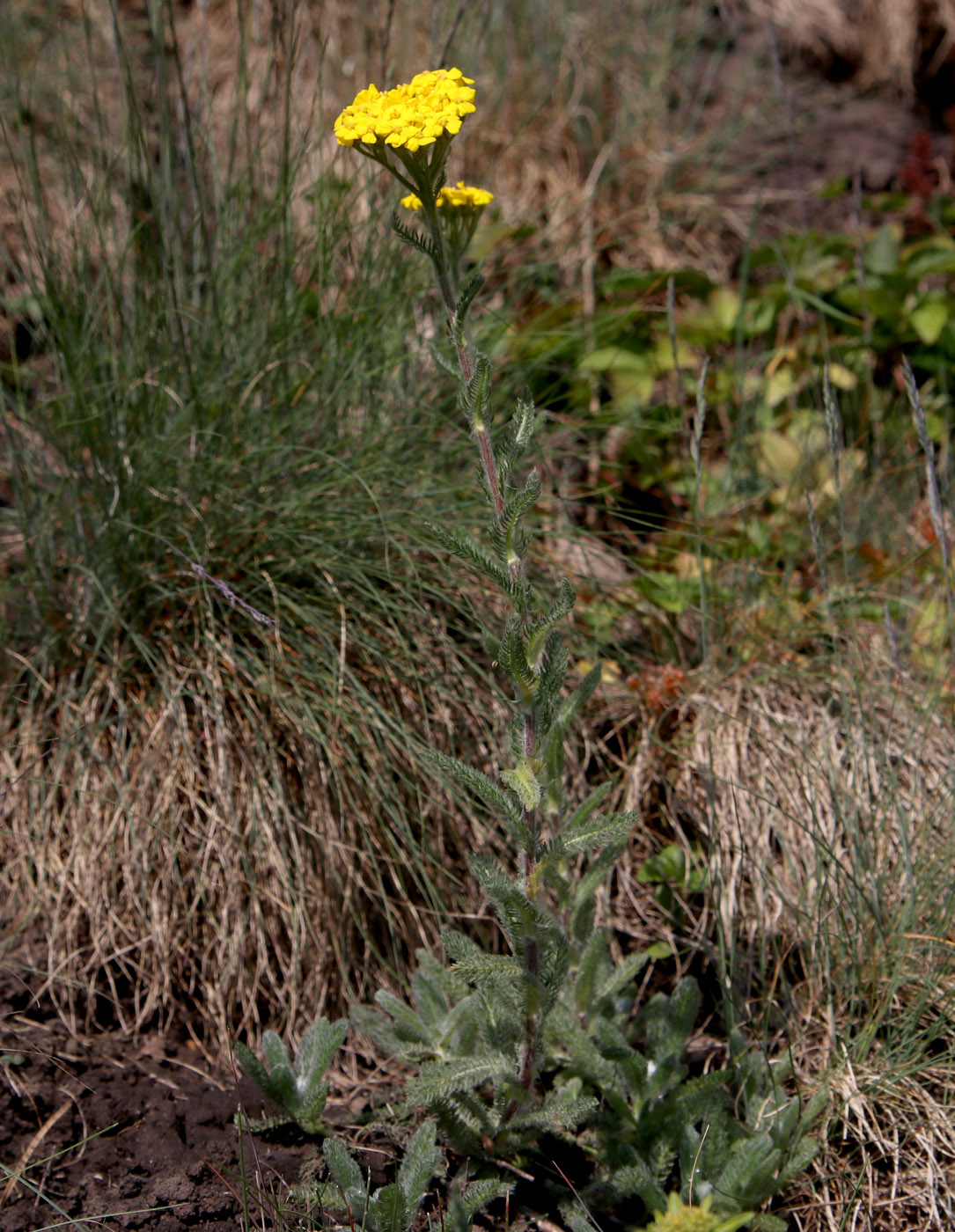 Изображение особи Achillea tomentosa.