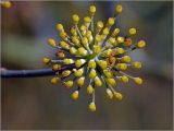 Foeniculum vulgare