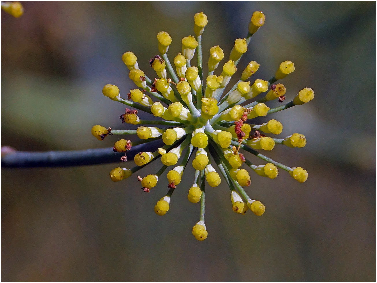 Изображение особи Foeniculum vulgare.