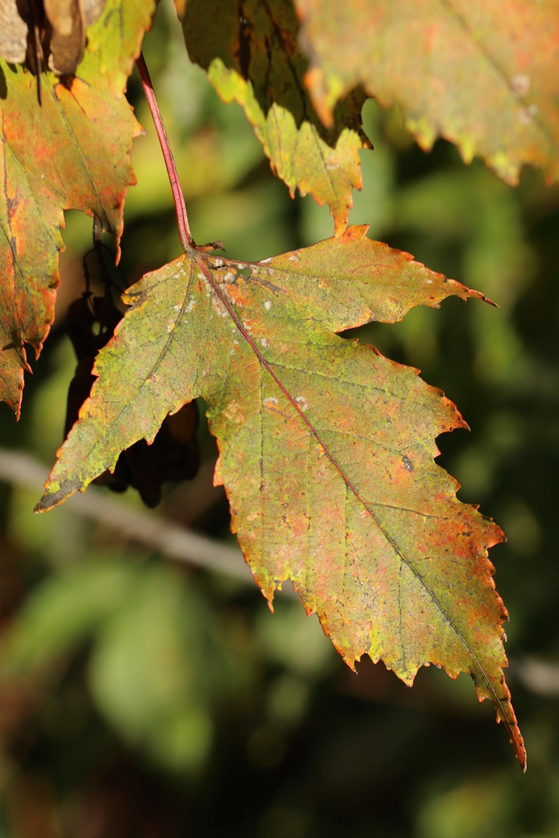 Image of Acer ginnala specimen.