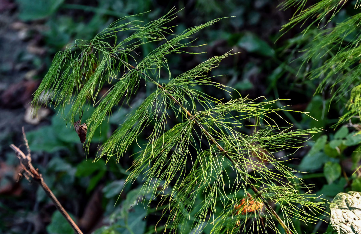 Image of Equisetum sylvaticum specimen.