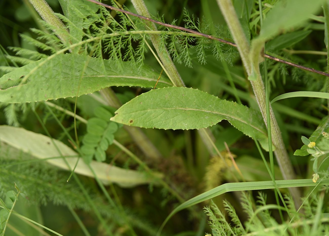 Image of genus Senecio specimen.