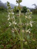 Salvia austriaca. Часть соцветия. Крым, Южный Берег, окр. Ангарского перевала, поляна в лесу. 27.05.2024.