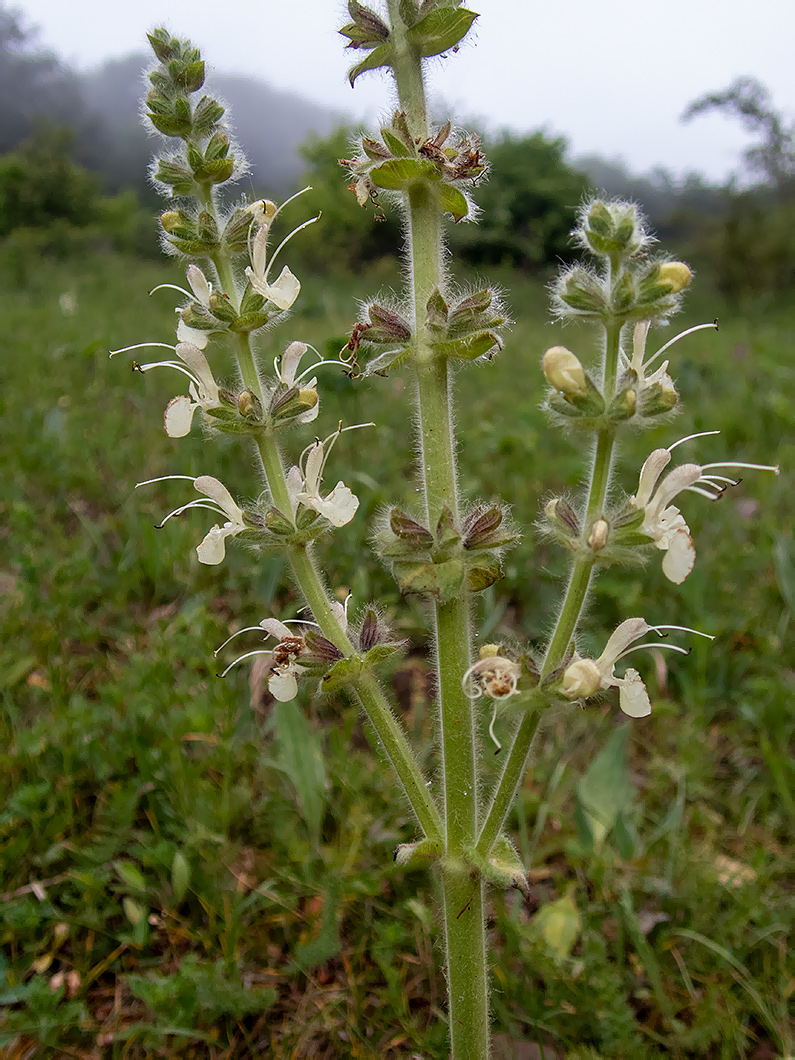 Изображение особи Salvia austriaca.