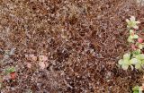 View full-size image Bryocaulon divergens