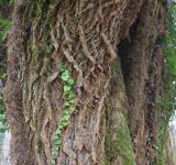 Pterocarya fraxinifolia. Кора старого дерева с молодым побегом и лианами Hedera colchica. Краснодарский край, м/о г. Сочи, Лазаревский р-н, окр. аула Большой Кичмай, реликтовая роща используемая под парковку. 02.02.2025.