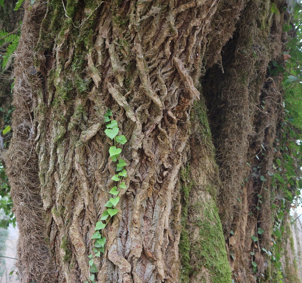 Image of Pterocarya fraxinifolia specimen.