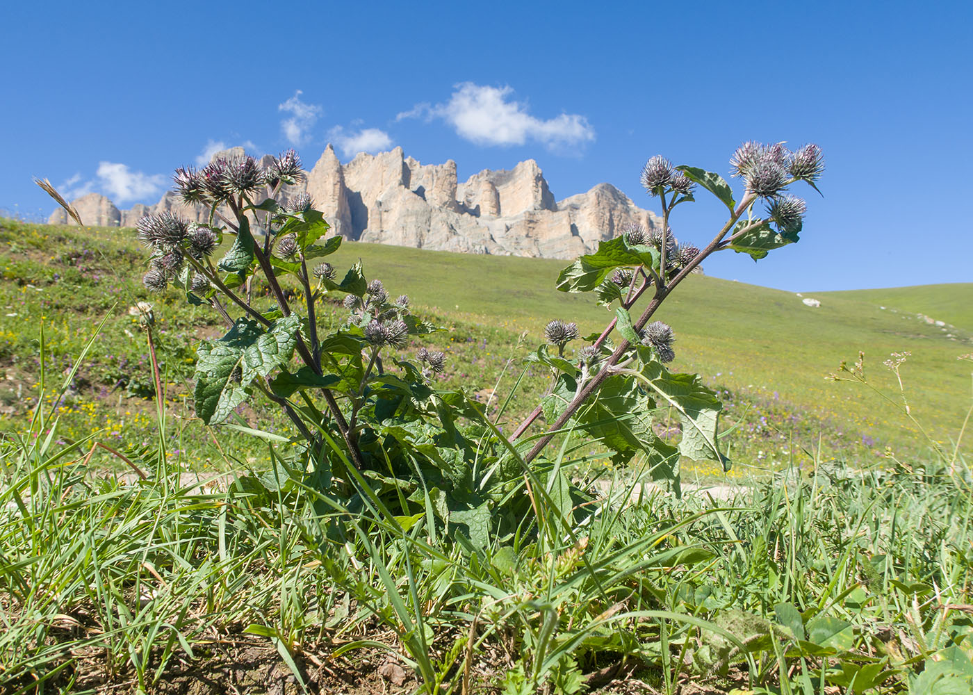 Изображение особи род Arctium.