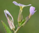 Goldbachia torulosa