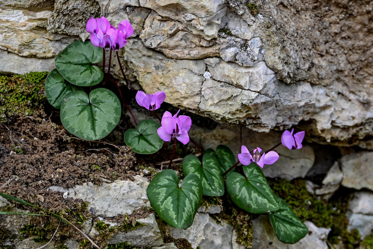 Image of Cyclamen coum specimen.