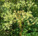 Смотреть изображение Pleurospermum uralense