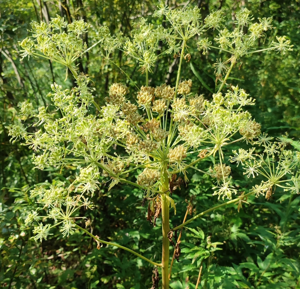 Изображение особи Pleurospermum uralense.