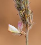 Смотреть изображение Hedysarum jaxarticum