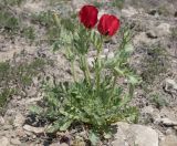 Смотреть изображение Glaucium corniculatum