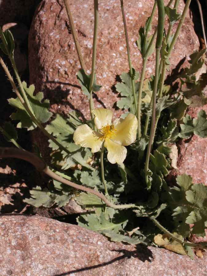 Image of Glaucium fimbrilligerum specimen.