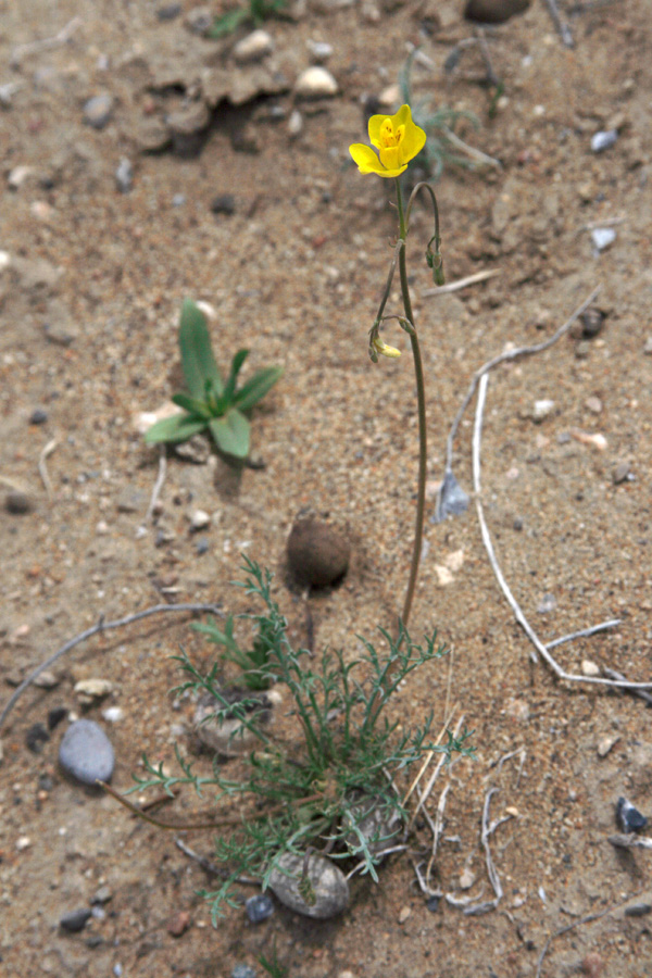 Image of Hypecoum parviflorum specimen.