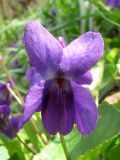 Смотреть изображение Viola odorata