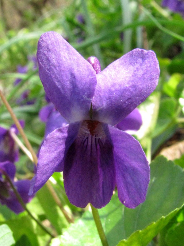 Image of Viola odorata specimen.