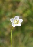 View full-size image Parnassia palustris