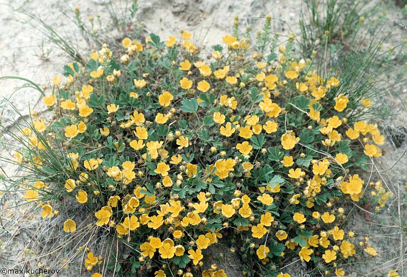 Изображение особи Potentilla incana.