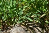 View full-size image Falcaria vulgaris