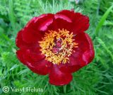 Paeonia tenuifolia. Цветок. Крым, окр. Белогорска, балка Красная. 12 мая 2011 г.