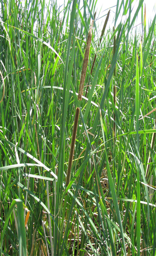 Image of Typha angustifolia specimen.