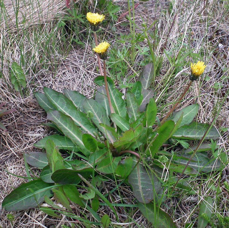 Изображение особи род Taraxacum.